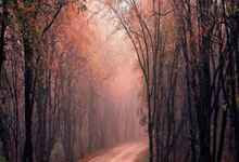 bet365：[澳网]郑钦文止步澳网女单第二轮.